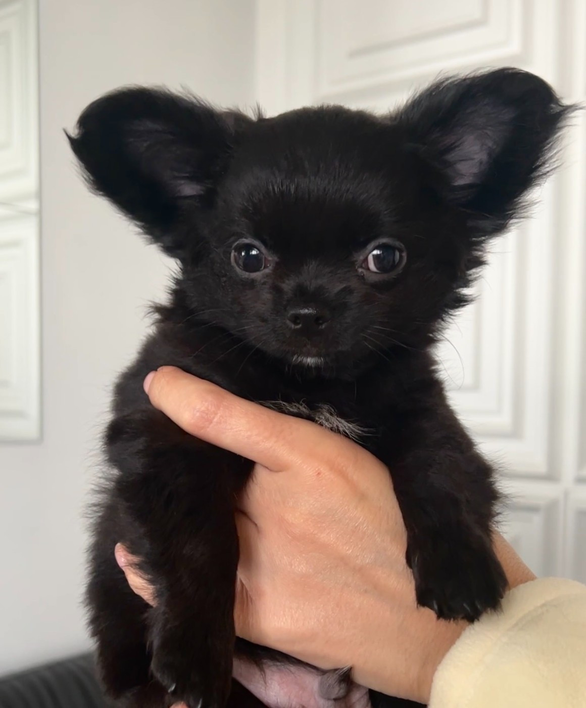 El Ashraya - Chiots disponibles - Chihuahua