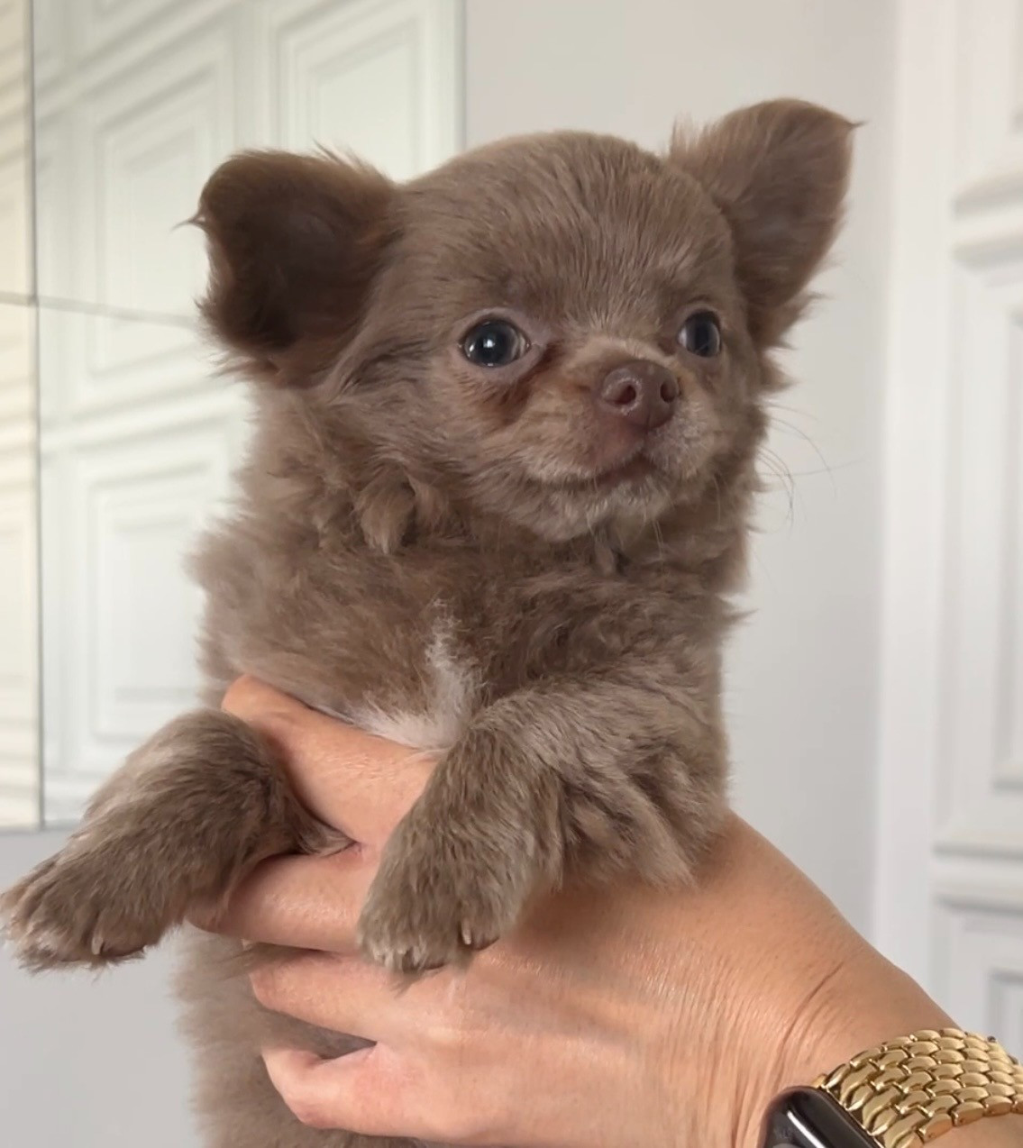 El Ashraya - Chiots disponibles - Chihuahua