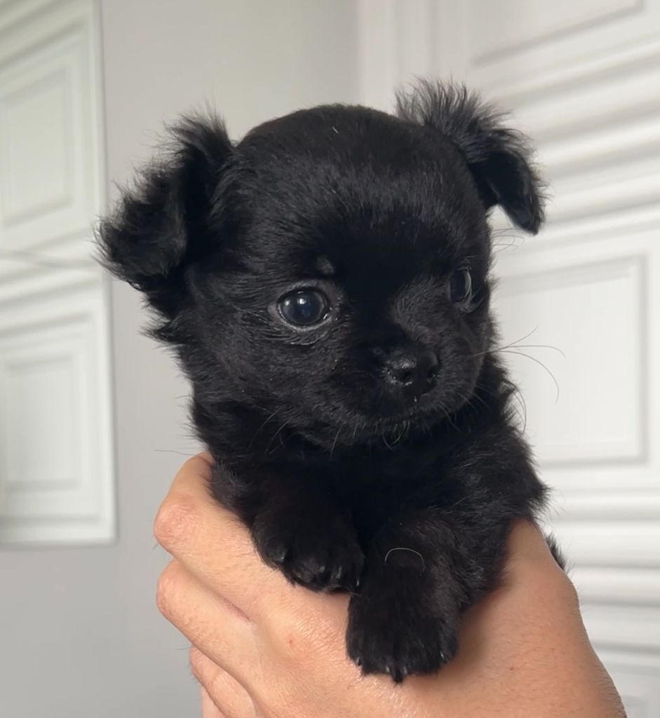 El Ashraya - Chiots disponibles - Chihuahua