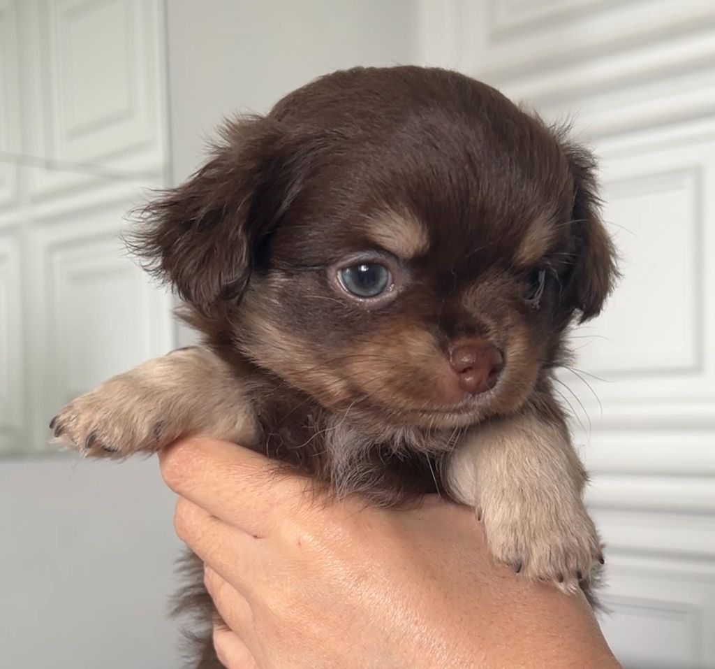 El Ashraya - Chiots disponibles - Chihuahua