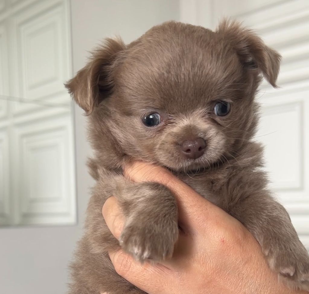 El Ashraya - Chiots disponibles - Chihuahua