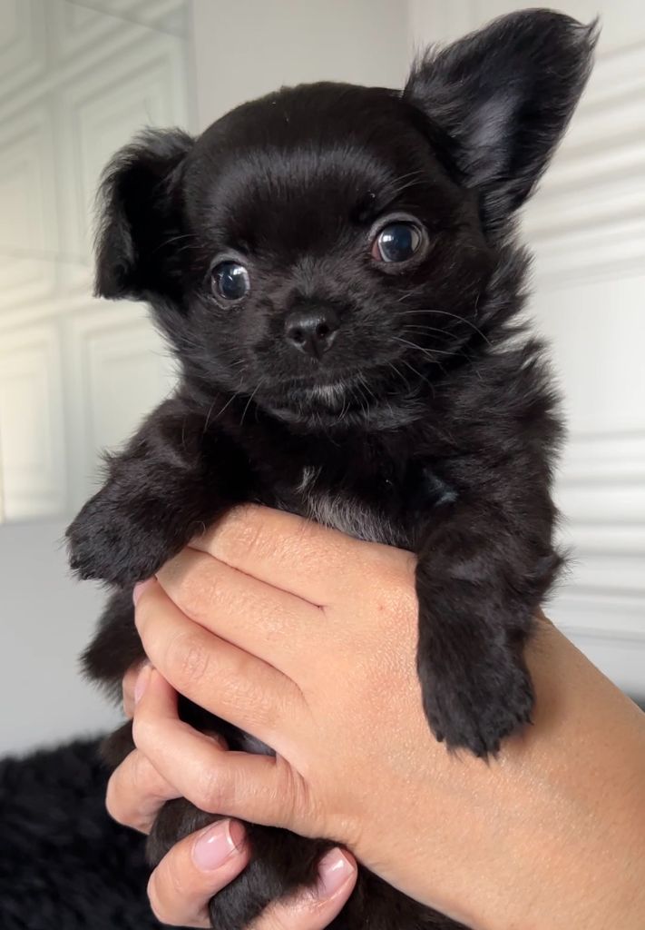 El Ashraya - Chiots disponibles - Chihuahua