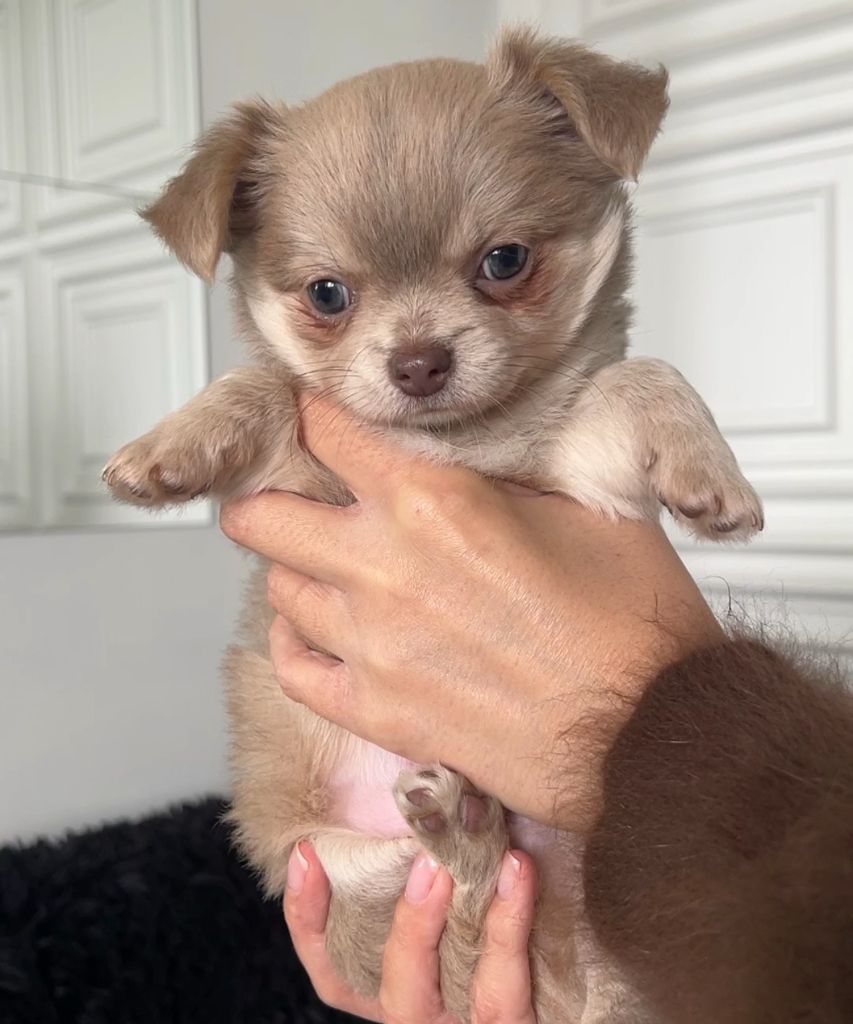 El Ashraya - Chiots disponibles - Chihuahua